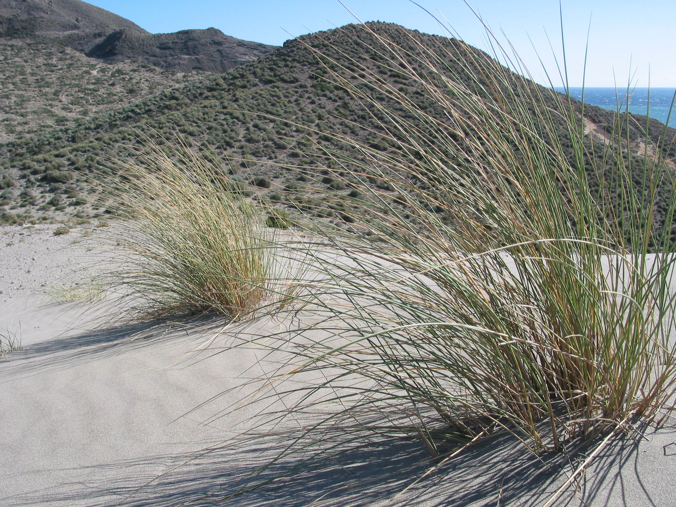 Cabo de gata